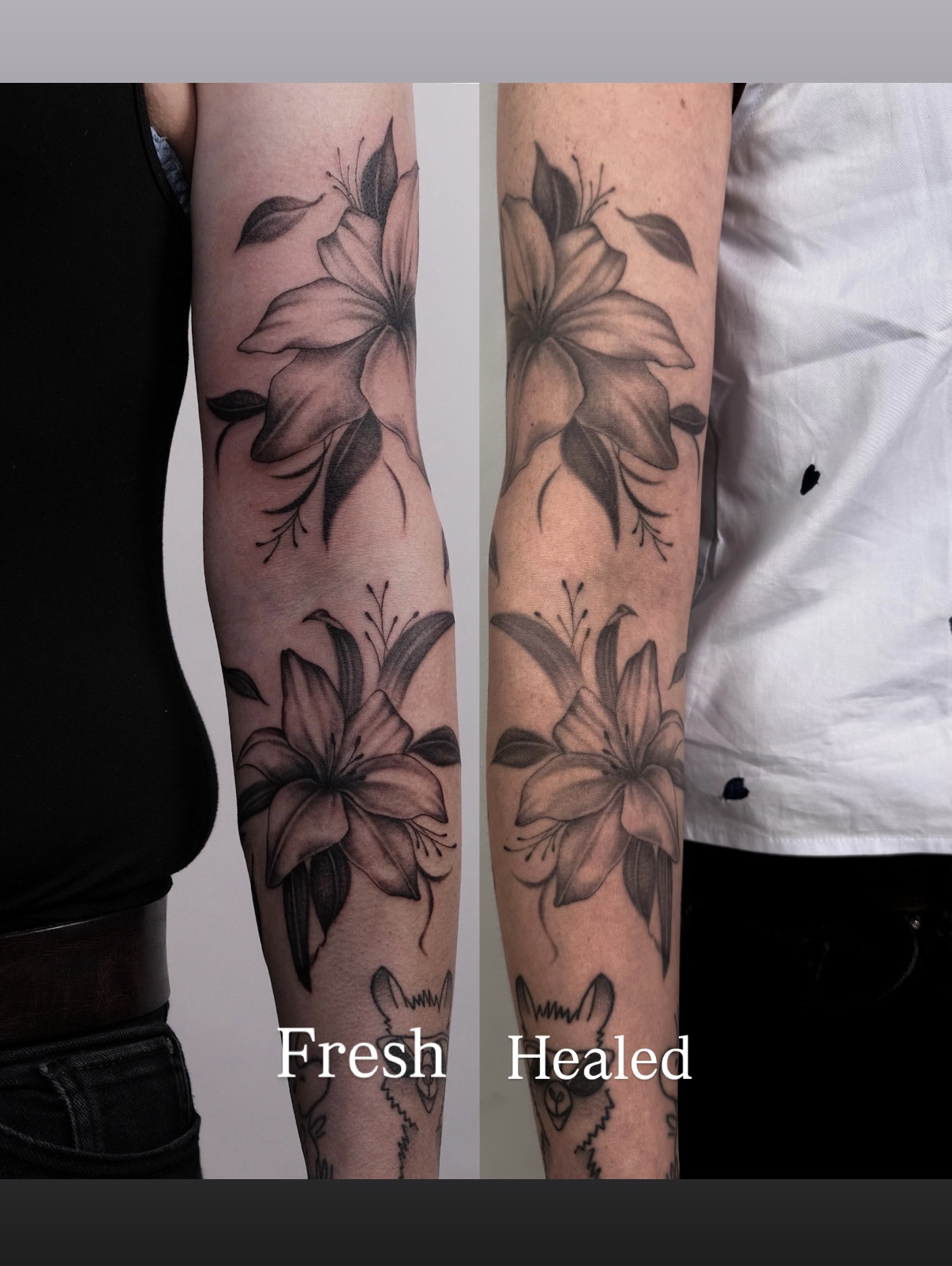 Vergleich eines floralen Black & Grey Tattoos am Arm mit den Bildbeschriftungen Fresh und Healed